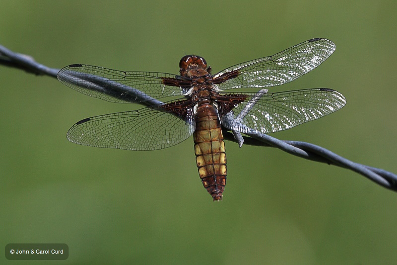 IMG_9940 Libellula depressa female.JPG